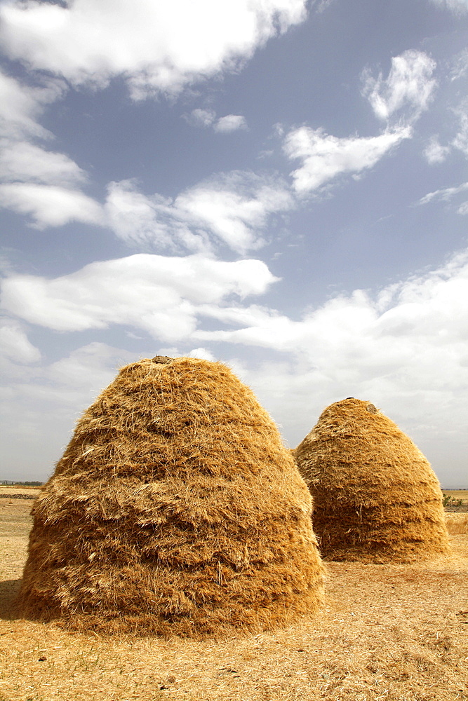 Mounds of teff grain dry in fields in Ethiopia, to make flour for injera, the national dish and staple diet of the country, Ethiopia, Africa