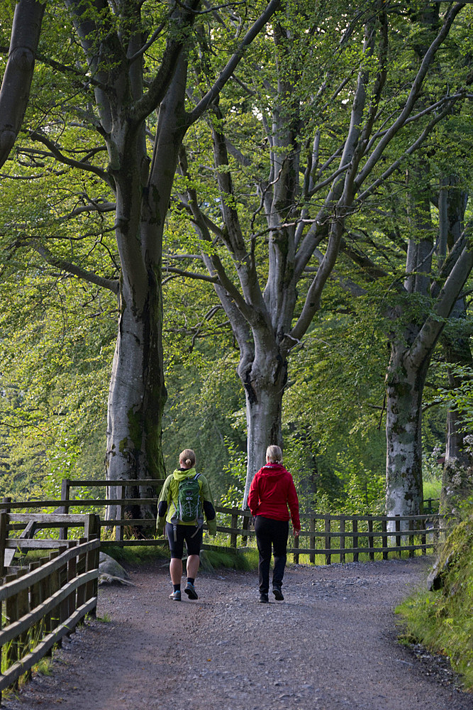 People walking on the forest trails around Mount Floyen in Bergen, Norway, Scandinavia, Europe