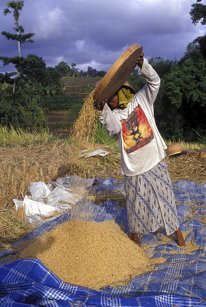 Rice harvest, indonesia. Bali