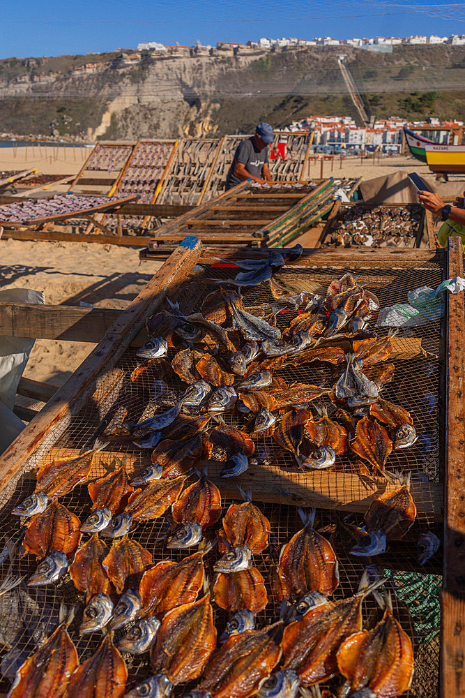 Local fisherman sun drying fish in the fishing village of Nazare in Portugal, host to one of the World's major surf competitions with 30m waves