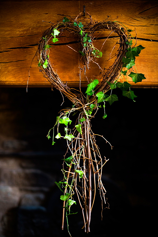 Ivy in heart shape, United Kingdom, Europe