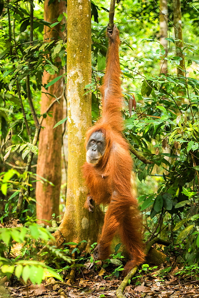 Female Orangutan Sumatra (Pongo abelii), Indonesia, Southeast Asia