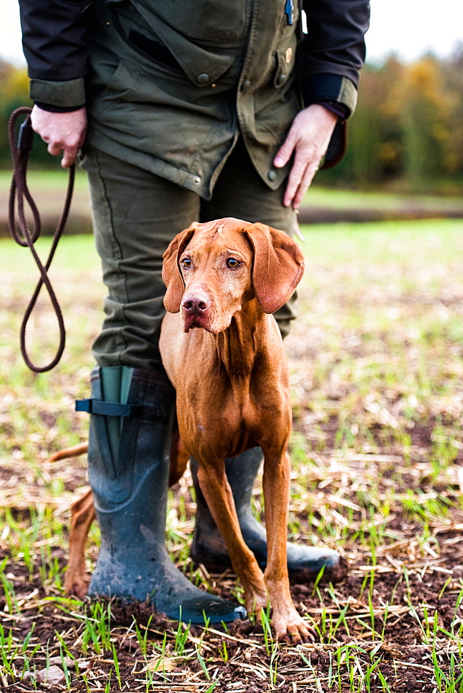 Gun dog and its owner on a game shoot, Norfolk, England, United Kingdom, Europe