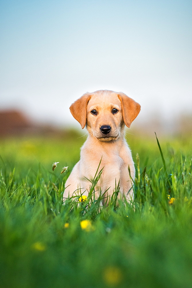 Golden Labrador puppy sitting in a field of buttercups, United Kingdom, Europe