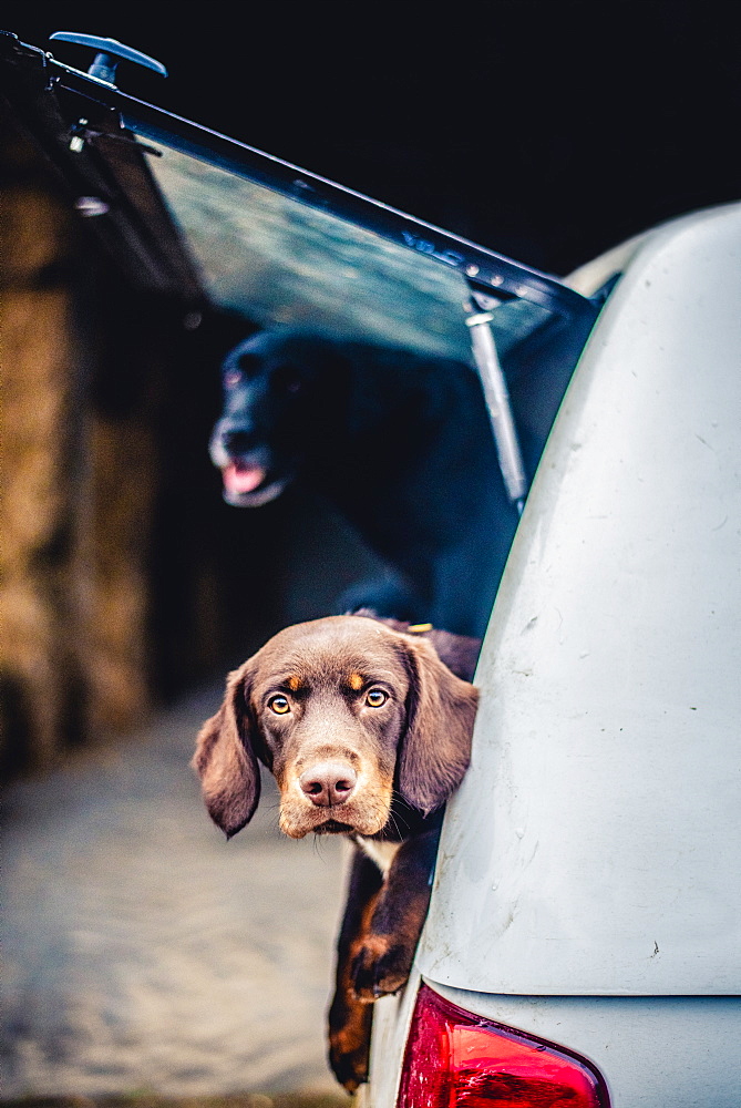 Spaniel with its head poking out of the boot of a car, United Kingdom, Europe