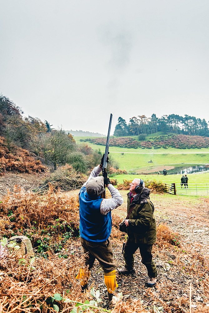 Gun on a hillside shooting at pheasants flying overhead, United Kingdom, Europe