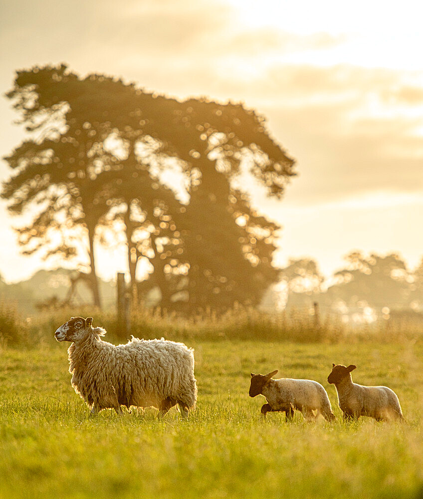 Sheep followed by her lambs in spring, United Kingdom, Europe