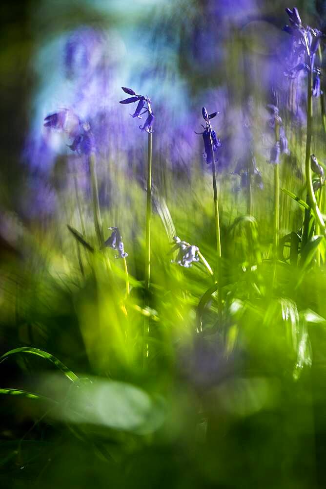 Bluebells in a Bluebell Wood in Oxfordshire, England, United Kingdom, Europe