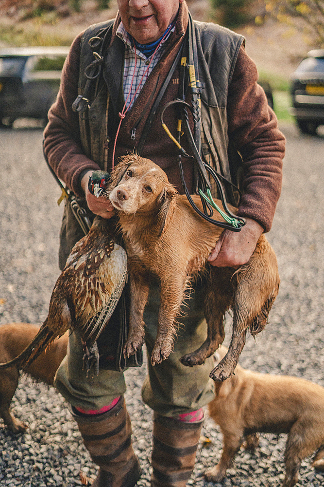 cock and springer spaniel gun dog with a beater on a pheasant shoot in UK