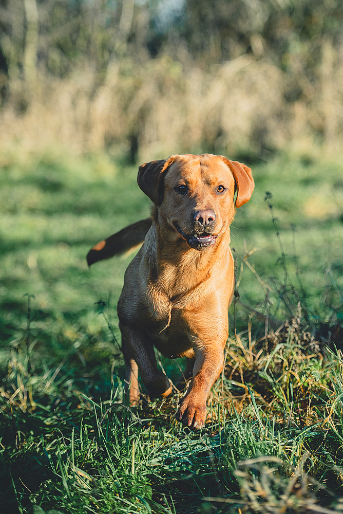 2 Red Labrador Gun Dogs in the sunshine on a pheasant shoot in the UK