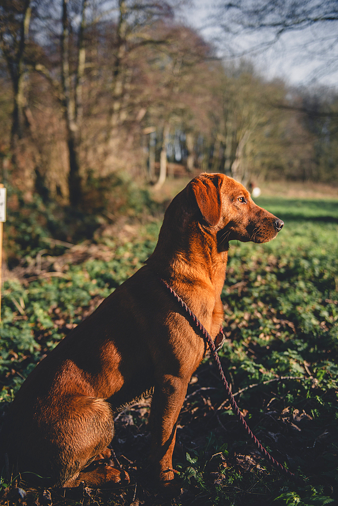 Red Labrador gun dog at a pheasant shoot in the UK