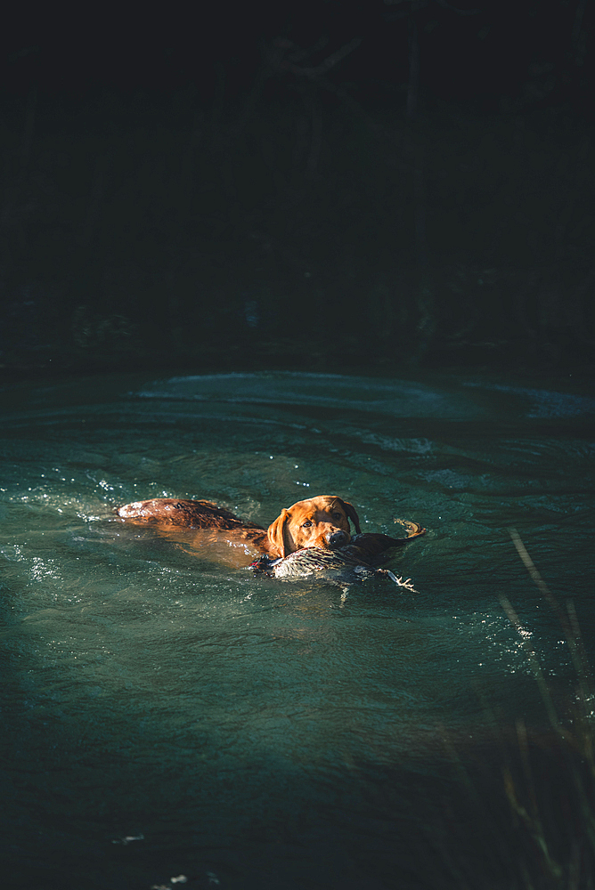 Red Labrador gun Dog swimming with a pheasant at a pheasant shoot in the UK