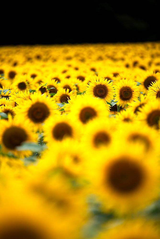 Sunflowers (Helianthus), Chillac, Charente, France, Europe