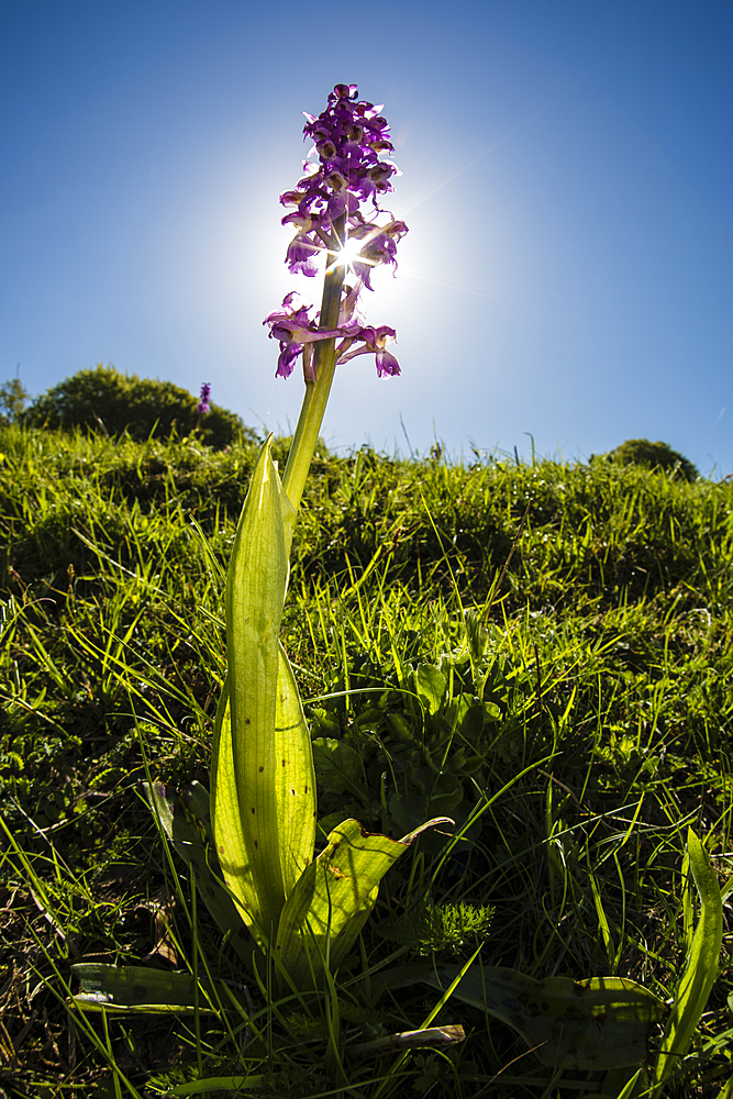 Early-purple orchid (Orchis mascula), Kent, England, United Kingdom, Europe