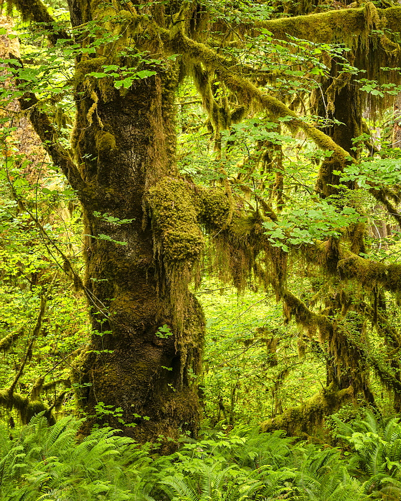 Hoh Rainforest, Olympic National Park, UNESCO World Heritage Site, Washington State, United States of America, North America