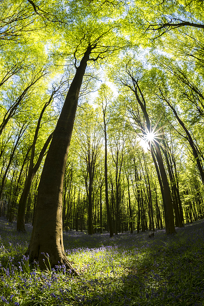 Bluebells (Hyacinthoides non-scripta) flowering in May in a beech wood, Kent, England, United Kingdom, Europe