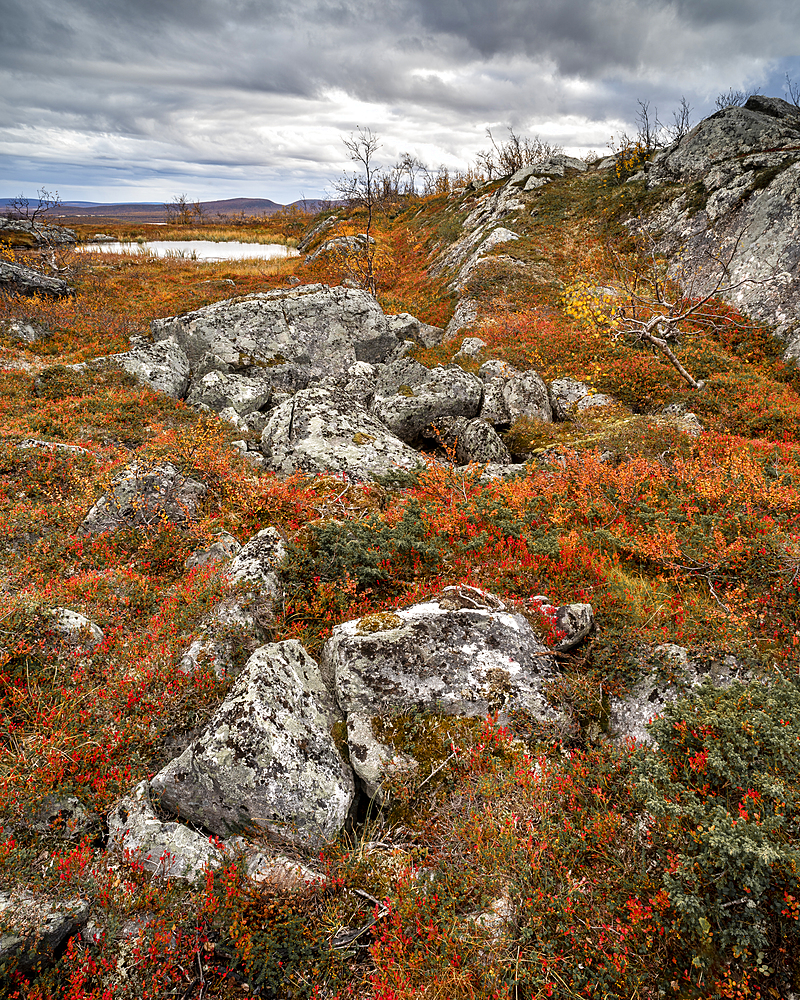 Rocks and Dwarf birch (Betula nana), autumn colour, Ruska, Kilpisjarvi, Lapland, Finland, Europe