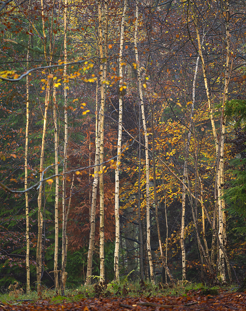 Silver birch (Betula pendula) trees, autumn colour, King's Wood, Challock, Kent, England, United Kingdom, Europe