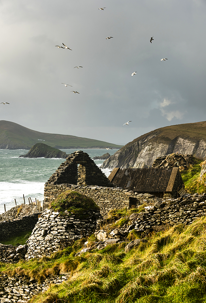 Abandoned farm building, Dingle Peninsula, County Kerry, Munster, Republic of Ireland, Europe