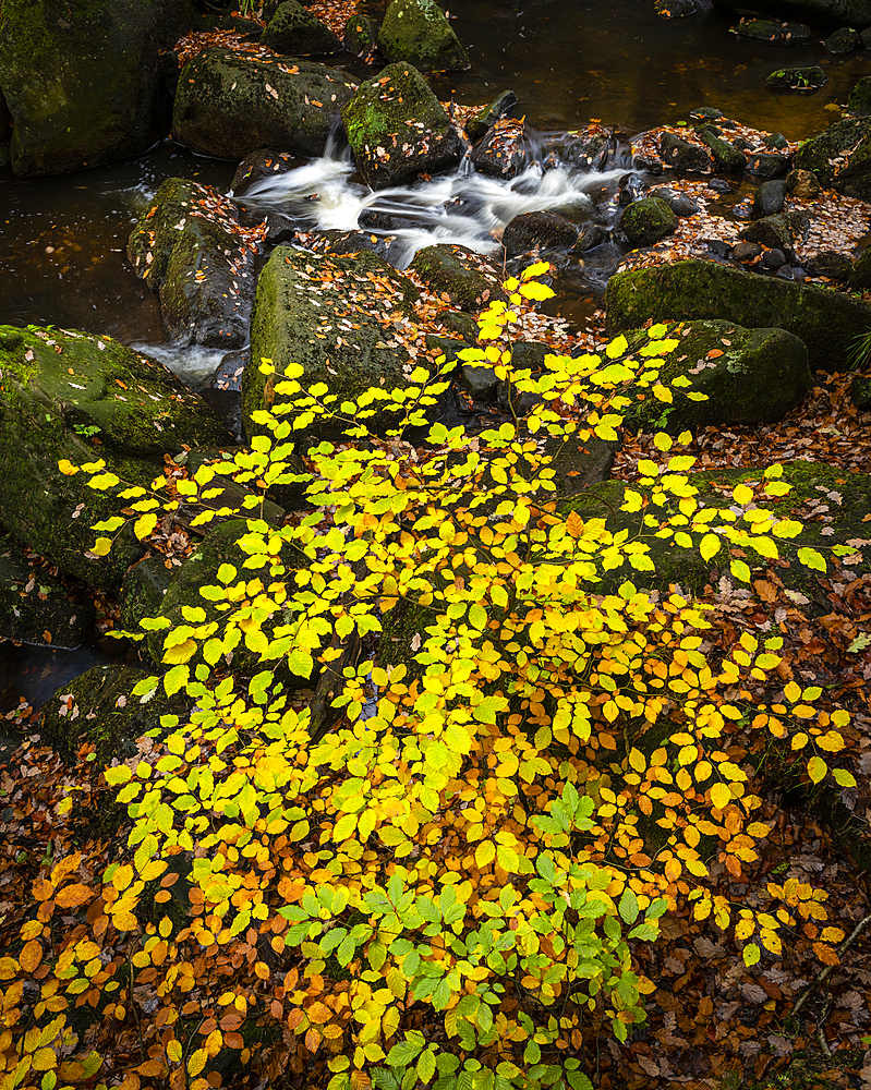 Beech leaves (Fagus sylvatica) and stream in autumn, Padley Gorge, Peak District National Park, Derbyshire, England, United Kingdom, Europe