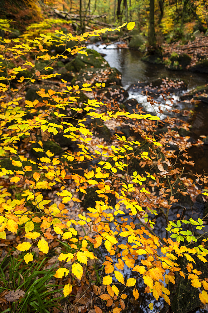 Beech leaves (Fagus sylvatica) and stream in autumn, Padley Gorge, Peak District National Park, Derbyshire, England, United Kingdom, Europe