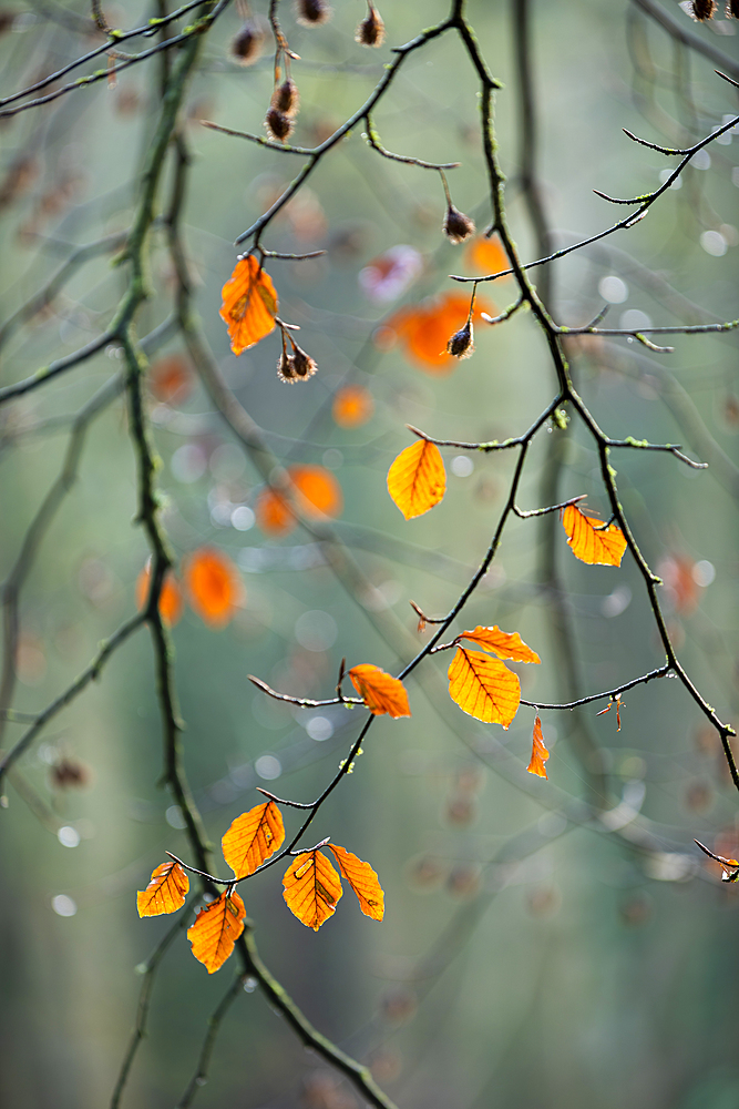 Common beech (Fagus sylvatica) leaves, autumn colour, King's Wood, Challock, Kent, England, United Kingdom, Europe