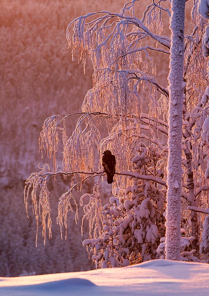 Golden eagle (Aquila chrysaetos) in snow covered tree at sunset, Kuusamo, Finland, Europe