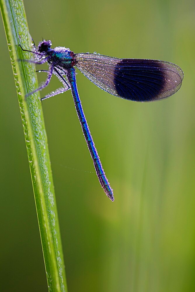 Banded Demoiselle (Calopteryx splendens) damselfly covered with dew, Kent, England, United Kingdom, Europe