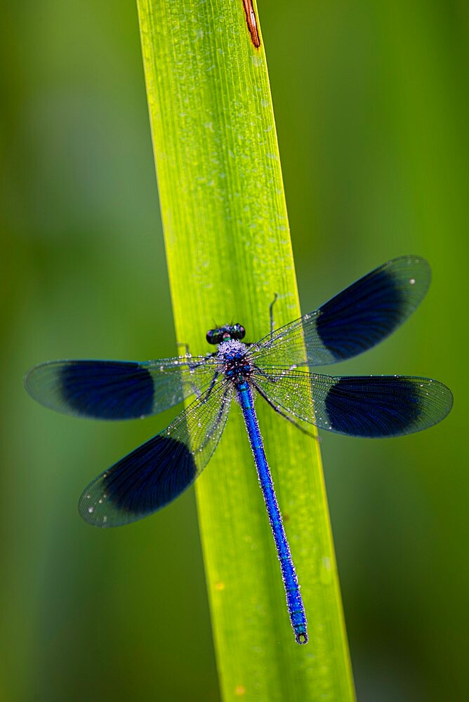 Banded Demoiselle (Calopteryx splendens) damselfly covered with dew, Kent, England, United Kingdom, Europe