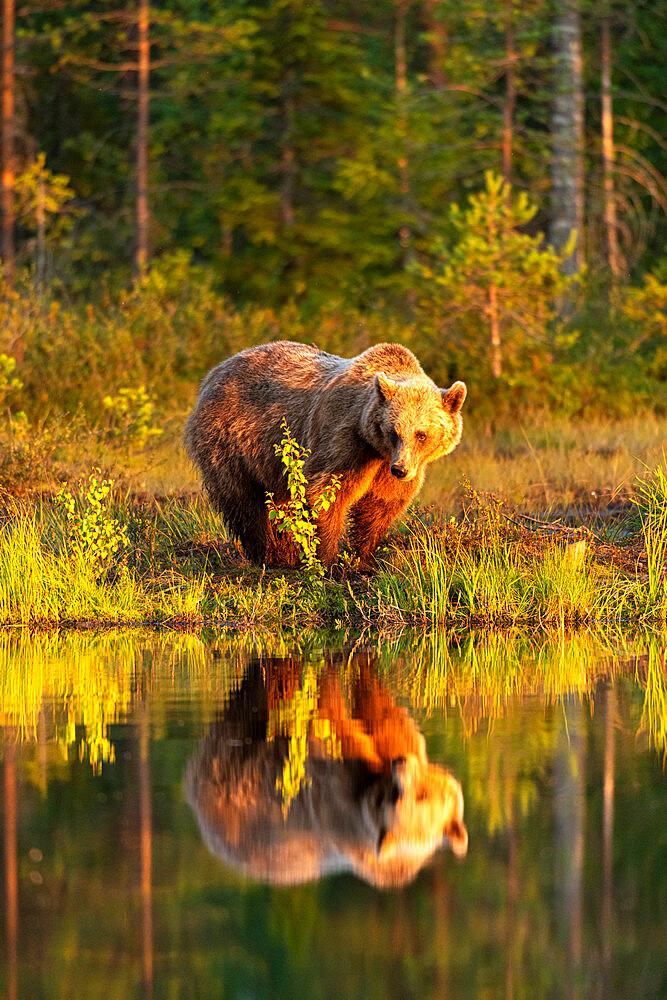 Eurasian brown bear (Ursus arctos arctos) in evening sunlight, reflected in lake, Kuhmo, Finland, Europe