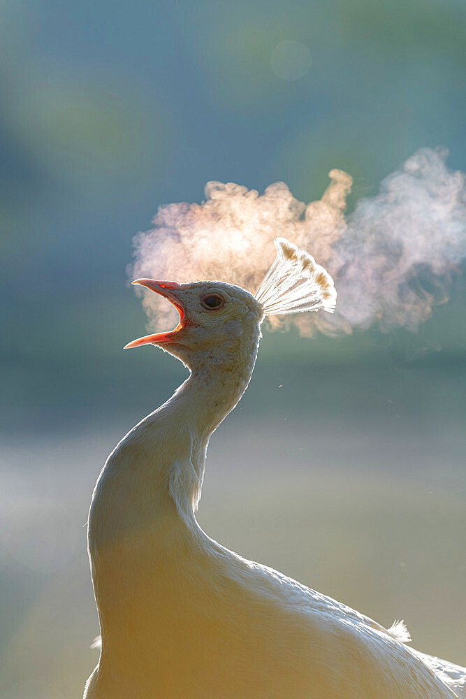 Female peacock (peahen) calling, early morning, Kent, England, United Kingdom, Europe