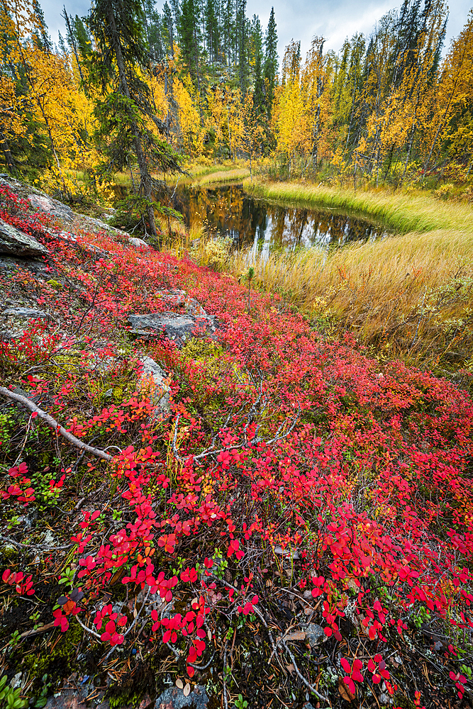 Northern bilberry (Vaccinium uliginosum), bog and pine forest, Muonio, Lapland, Finland, Europe