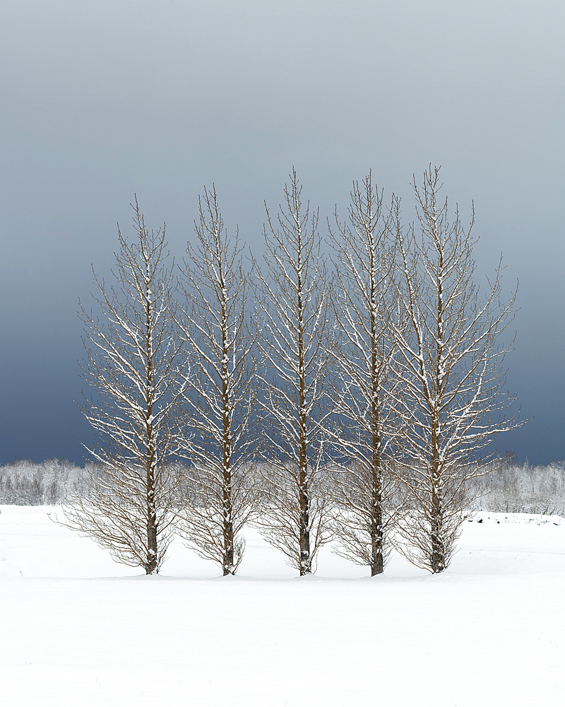 Trees in snowy field, Skogar, Iceland, Polar Regions