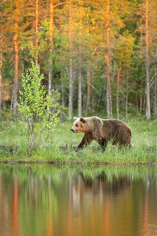 Eurasian brown bear (Ursus arctos arctos) adult, walking along edge of lake in evening sunlight, Finland, Europe