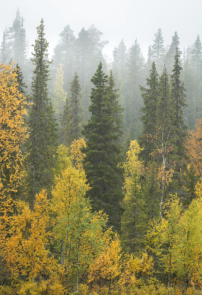 Silver birch and pine trees in mist, Taiga forest, autumn colour, Finland, Europe