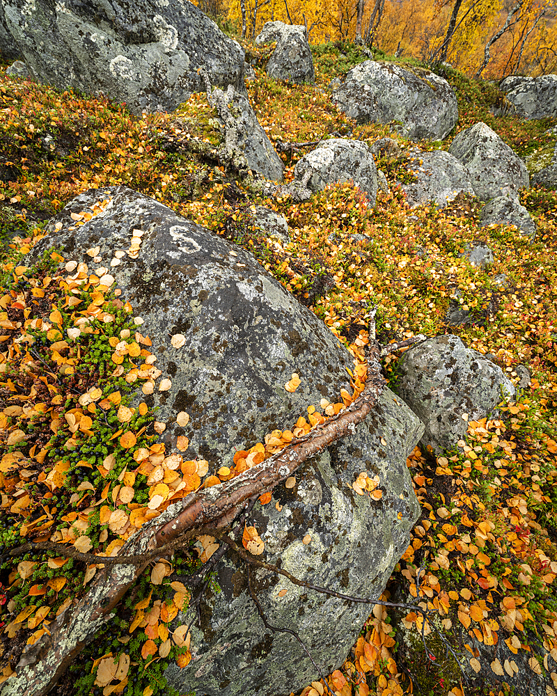 Silver birch (Betula pendula) leaves on rocks, Finland, Europe