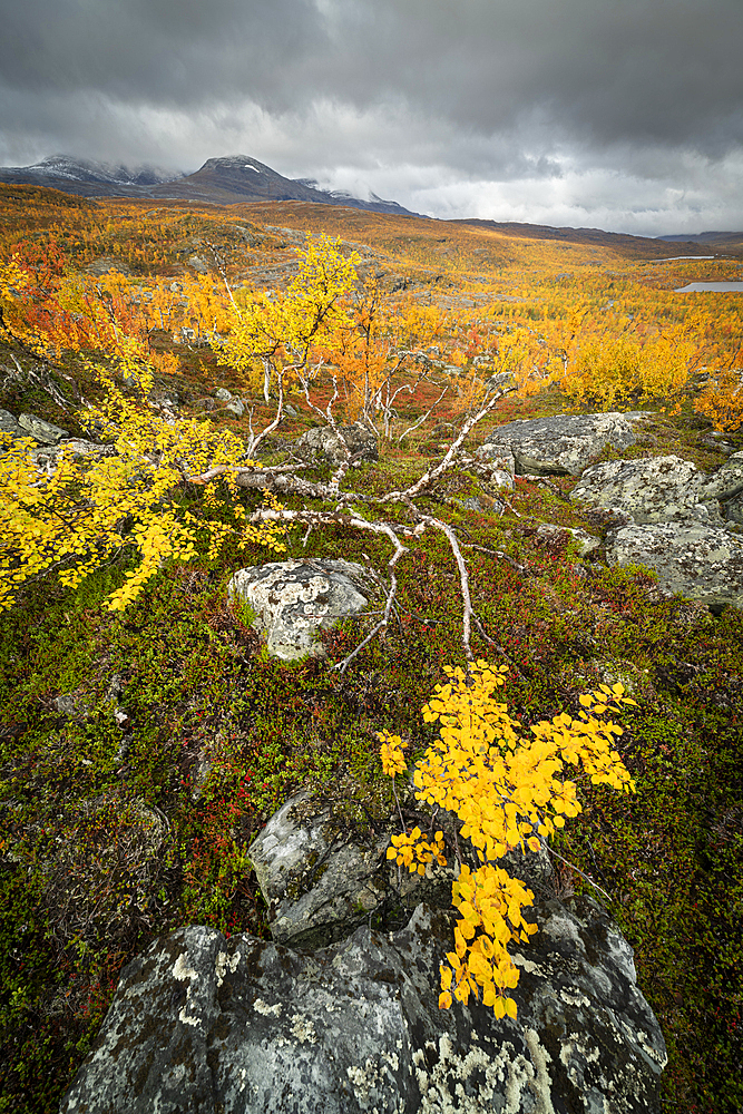 View of silver birch (Betula pendula) and fells, autumn colour, Norway, Scandinavia, Europe