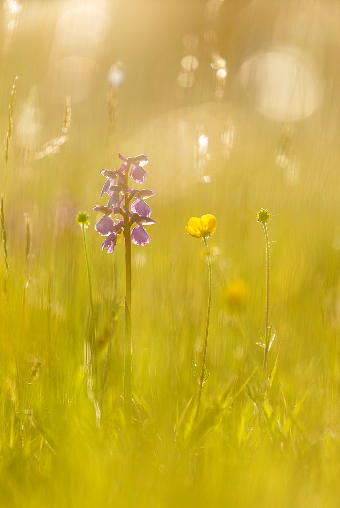 Green-winged orchid (Orchis morio) flowering, growing on meadow in evening sunlight, Marden Meadow Nature Reserve, Kent, England, United Kingdom, Europe