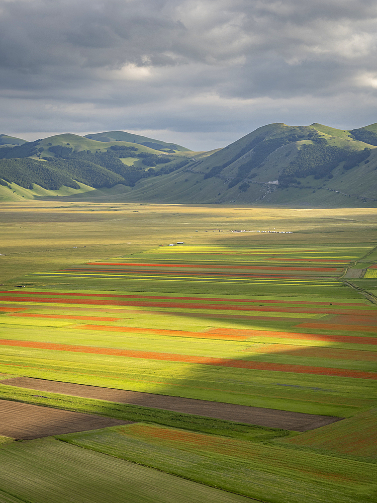 Blooming flowers and lentils on the Piano Grande, Monti Sibillini National Park, Castelluccio di Norcia, Perugia, Italy, Europe