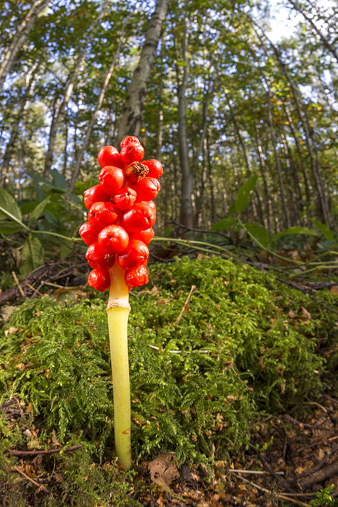 Lords-and-ladies (Cuckoo pint) (Arum maculatum) clusters of orange berries, United Kingdom, Europe