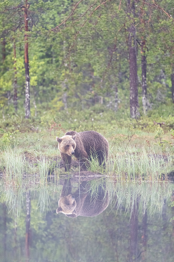 Eurasian brown bear (Ursus arctos arctos) beside lake in morning mist, Finland, Europe