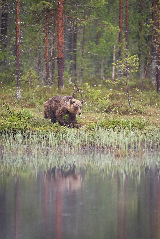 Eurasian brown bear (Ursus arctos arctos) beside lake, Finland, Europe