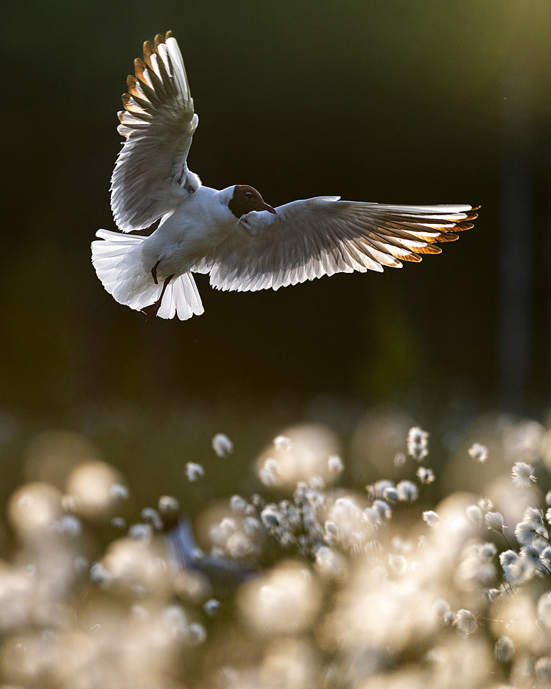 Black-headed gull Chroicocephalus ridibundus), summer plumage, hovering over flowering cotton grass, Finland, Europe