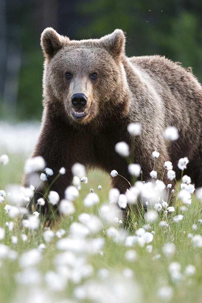 Eurasian brown bear (Ursus arctos arctos) in swamp filled with flowering cotton grass (Eriophorum angustifolium), Finland, Europe