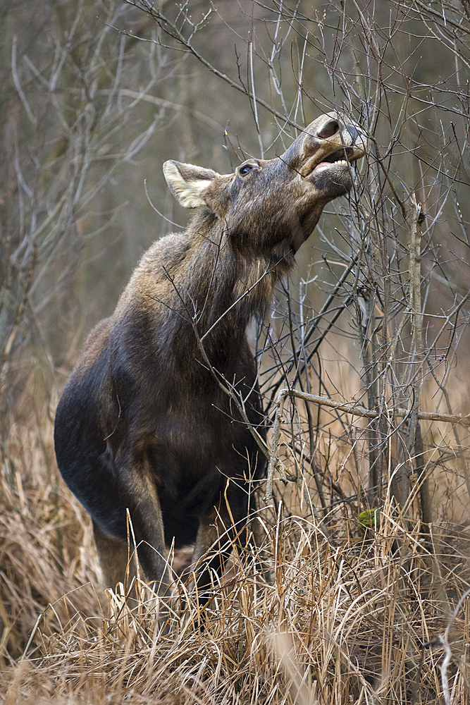 Eurasian elk (Alces alces), feeding in swamp, Biebrza National Park, Poland, Europe