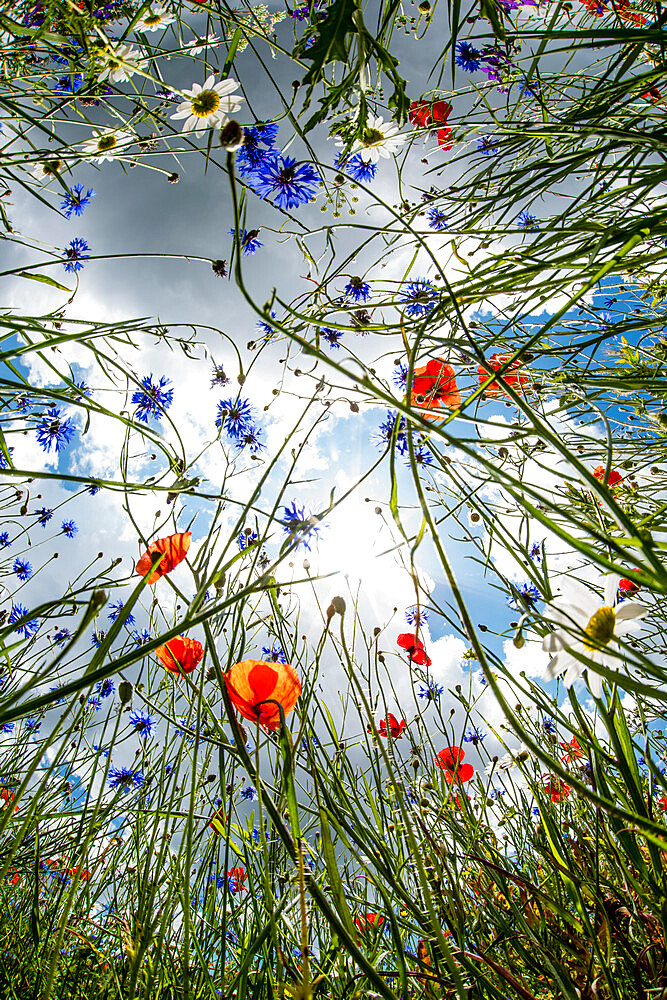 Poppies and cornflower, Umbria, Italy, Europe