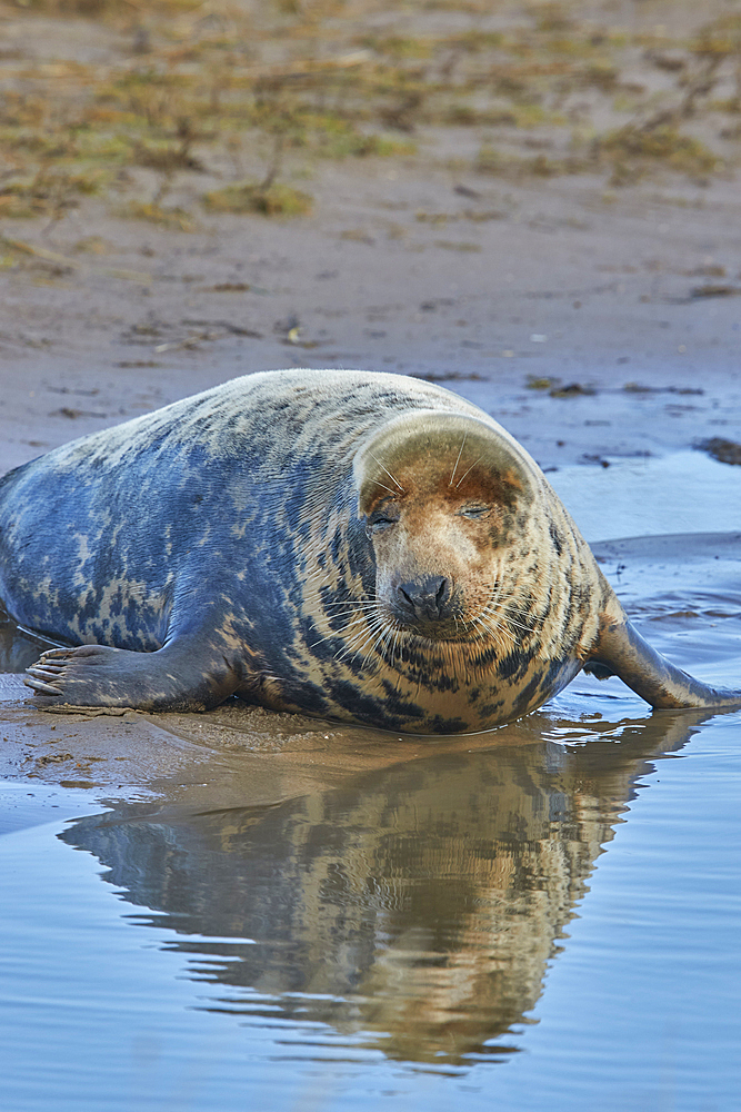 A female Grey Seal (Halichoerus grypus) on the shore in winter, at Donna Nook Nature Reserve, on the North Sea coast of Lincolnshire, Great Britain.