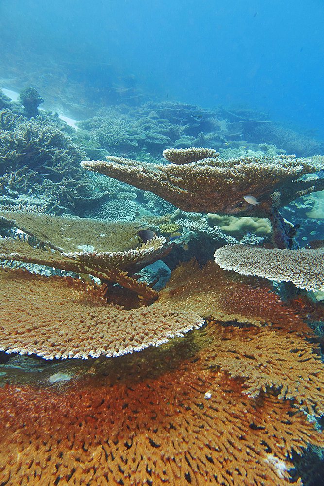 Acropora species 'plate' corals, growing on a coral reef in Gaafu Dhaalu atoll, in the far south of the Maldives, Indian Ocean.