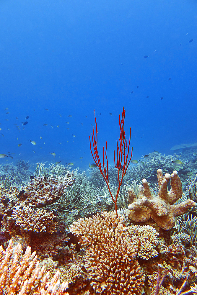 A Ctenocella species octocoral sea fan, surrounded by an assortment of hard corals, on a coral reef in Gaafu Dhaalu atoll, in the far south of the Maldives, Indian Ocean.