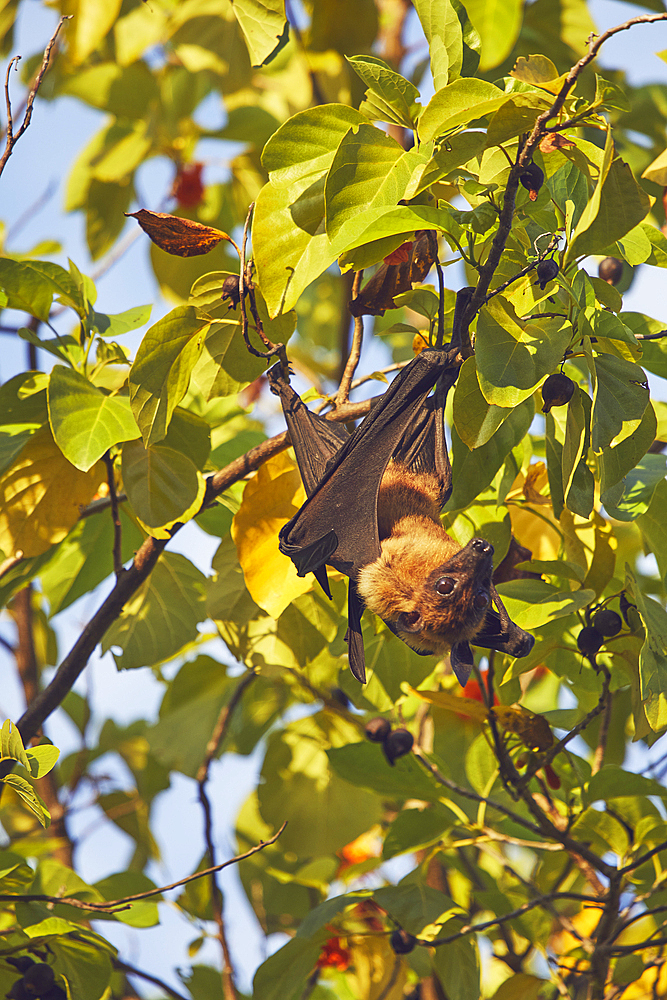 An Indian Flying Fox (Pteropus medius) feeding in a tree on Havodda Island, Gaafu Dhaalu atoll, Maldives